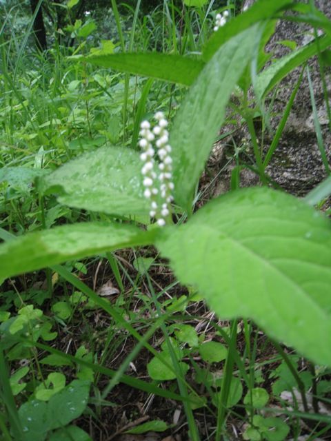 阿蘇野草園にも行きました（*^_^*）