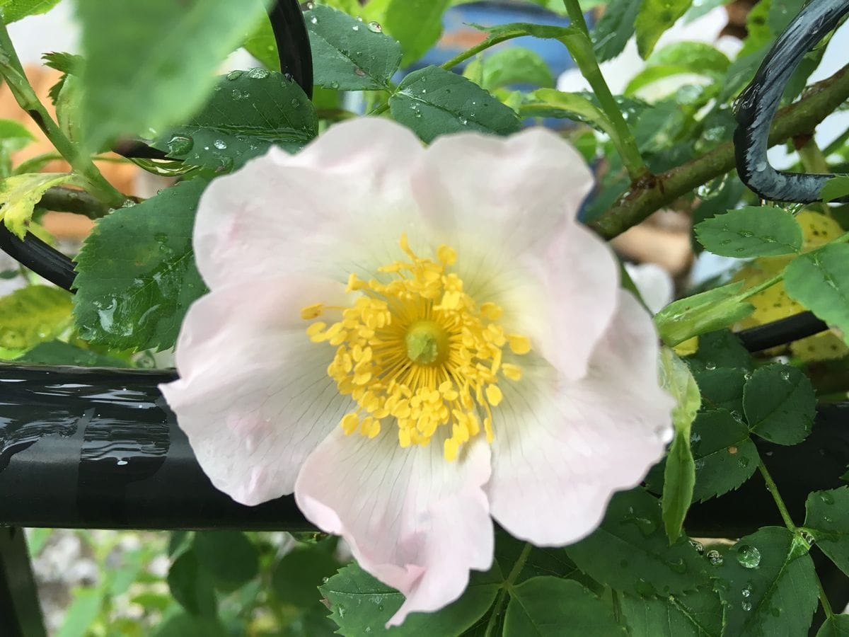 雨に咲く🌹