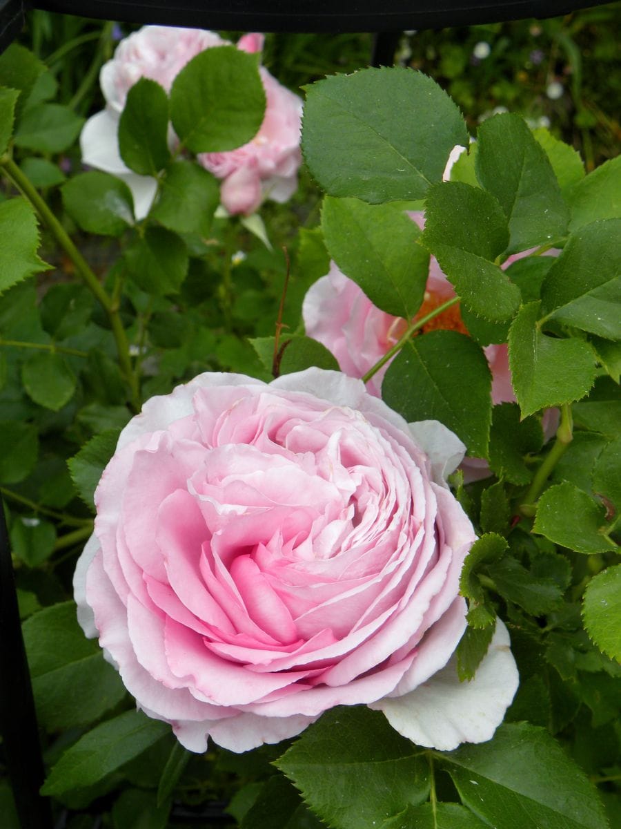 薔薇が♪バラが♪咲いた～♪・・