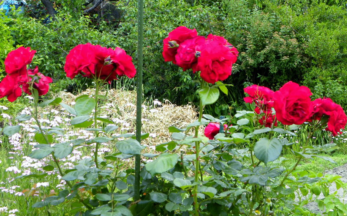 薔薇が♪バラが♪咲いた～♪・・