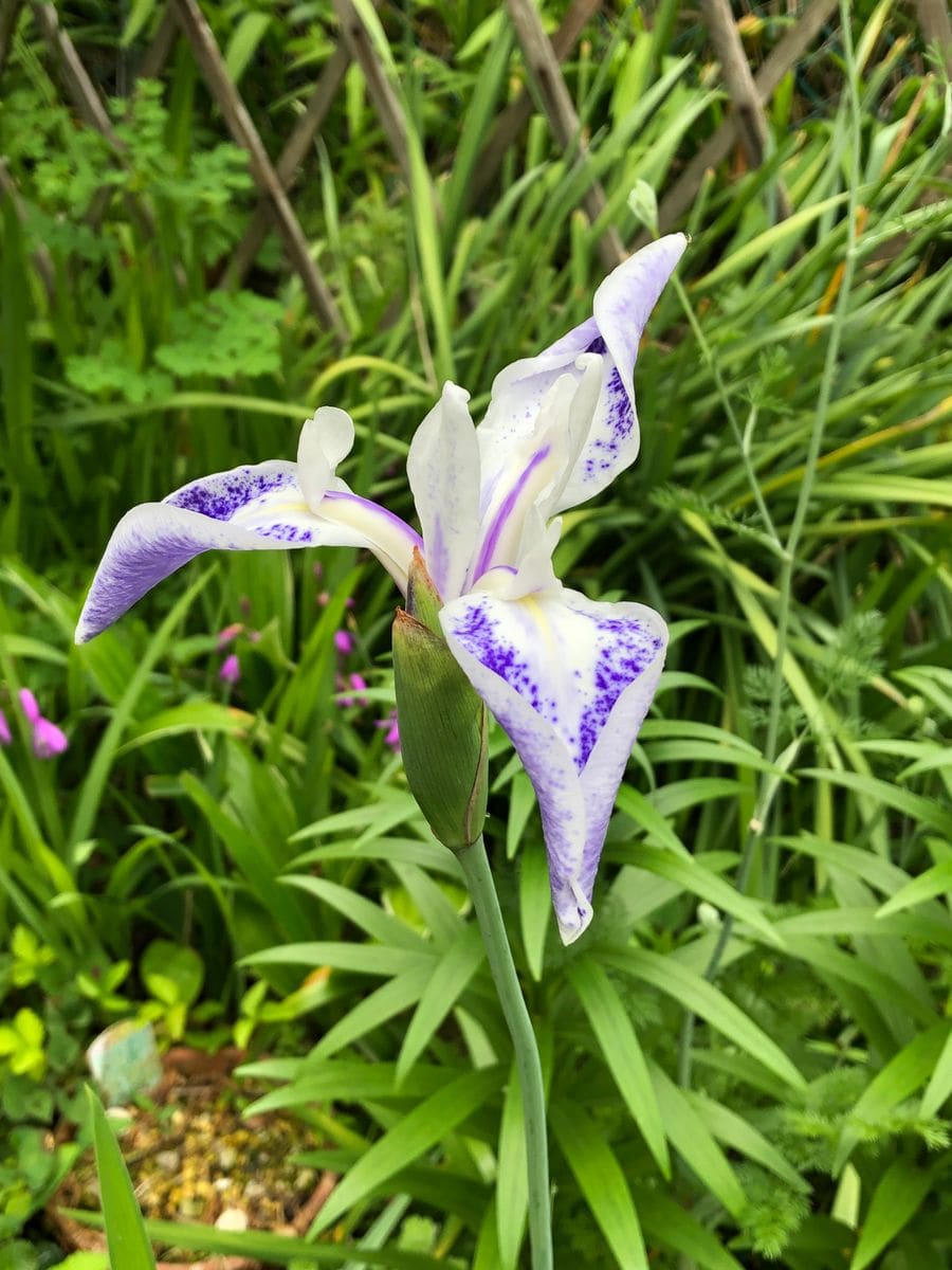 カキツバタも咲きました