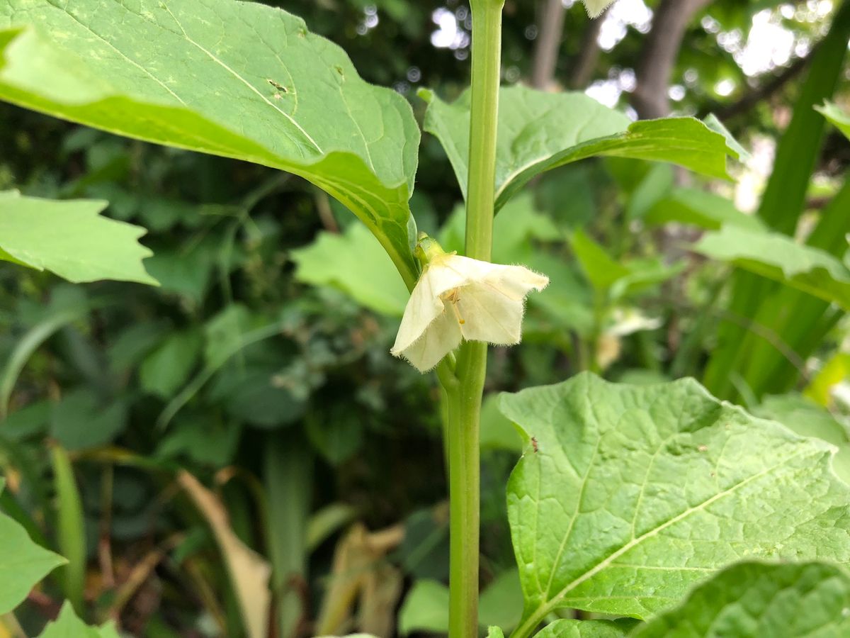 今朝の花