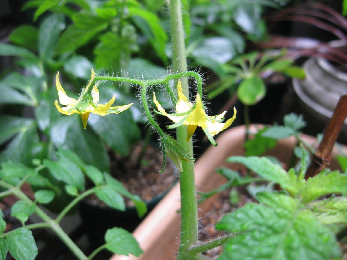 トマトの相棒バジル！🍅