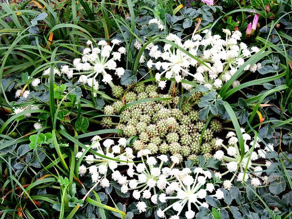 ハマボウフウの花と実