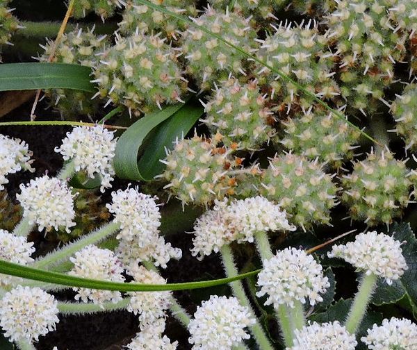 ハマボウフウの花と実