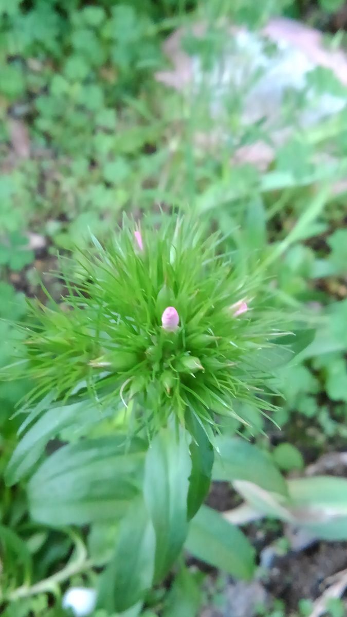 ☆小庭の花蕾☆