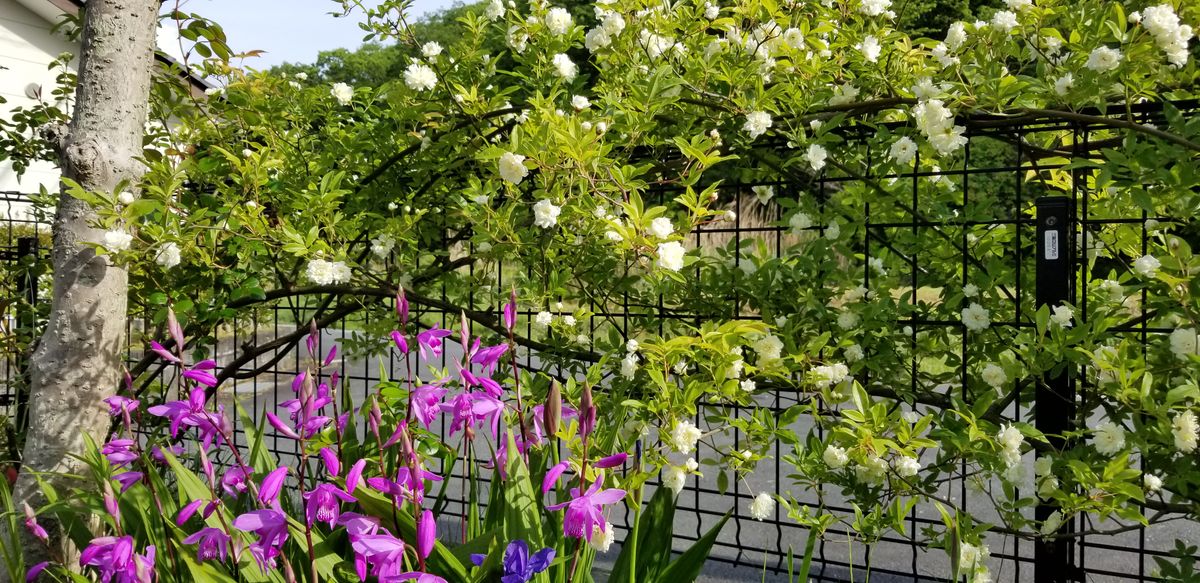 今朝のお花