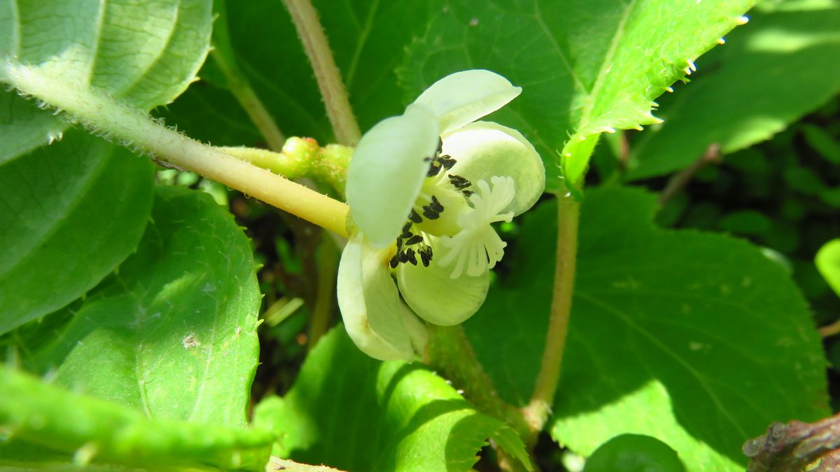 隠れて咲いていた控えめな花