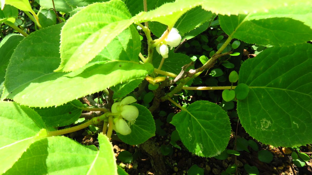 隠れて咲いていた控えめな花