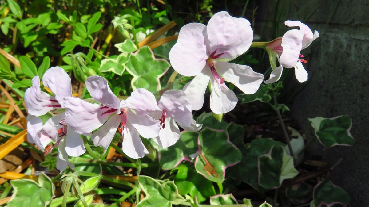 隠れて咲いていた控えめな花