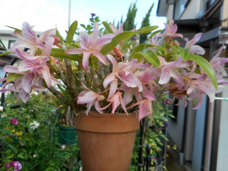 コロロ マンゴーとフランボワーズ 園芸日記by愛は花 みんなの趣味の園芸