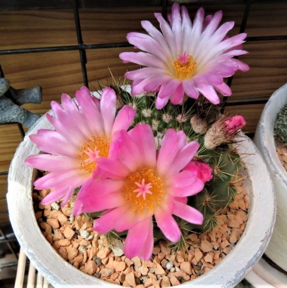 🌵サボテンの花🌵