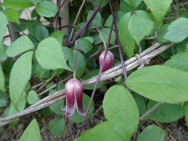 今日の花　5/16