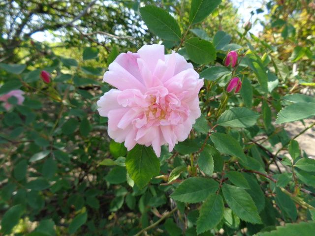 越後丘陵公園へ行ってきました　(9)