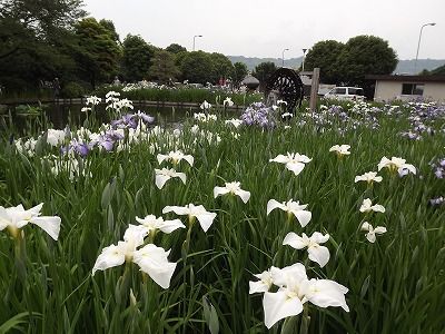 花菖蒲を見て来ました✿