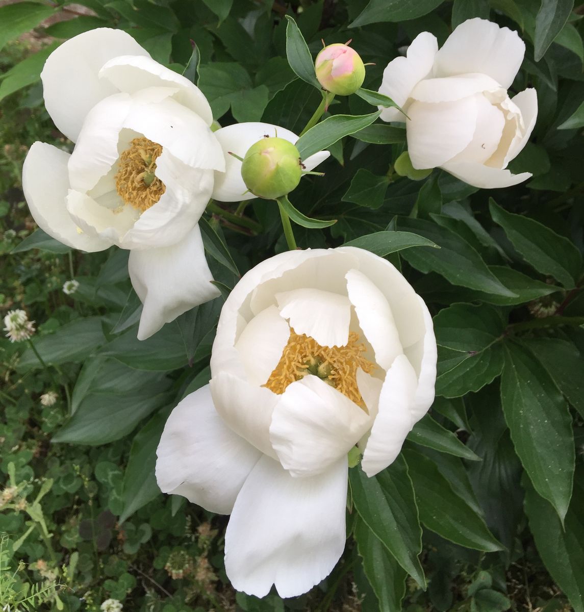 今日の花