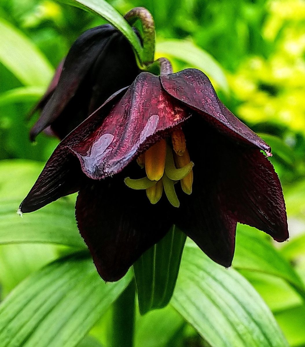 山野草の庭に新しい花を見つけました🌿