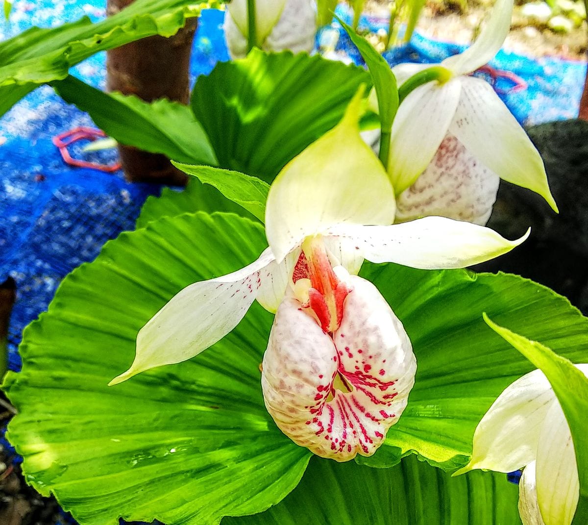 山野草の庭に新しい花を見つけました🌿