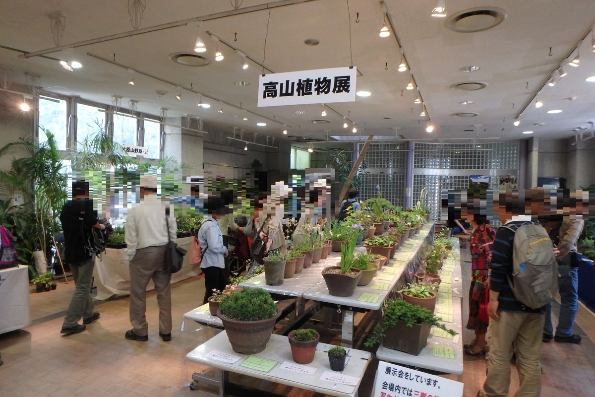 植物園に行って来ました９４（高山植物展）