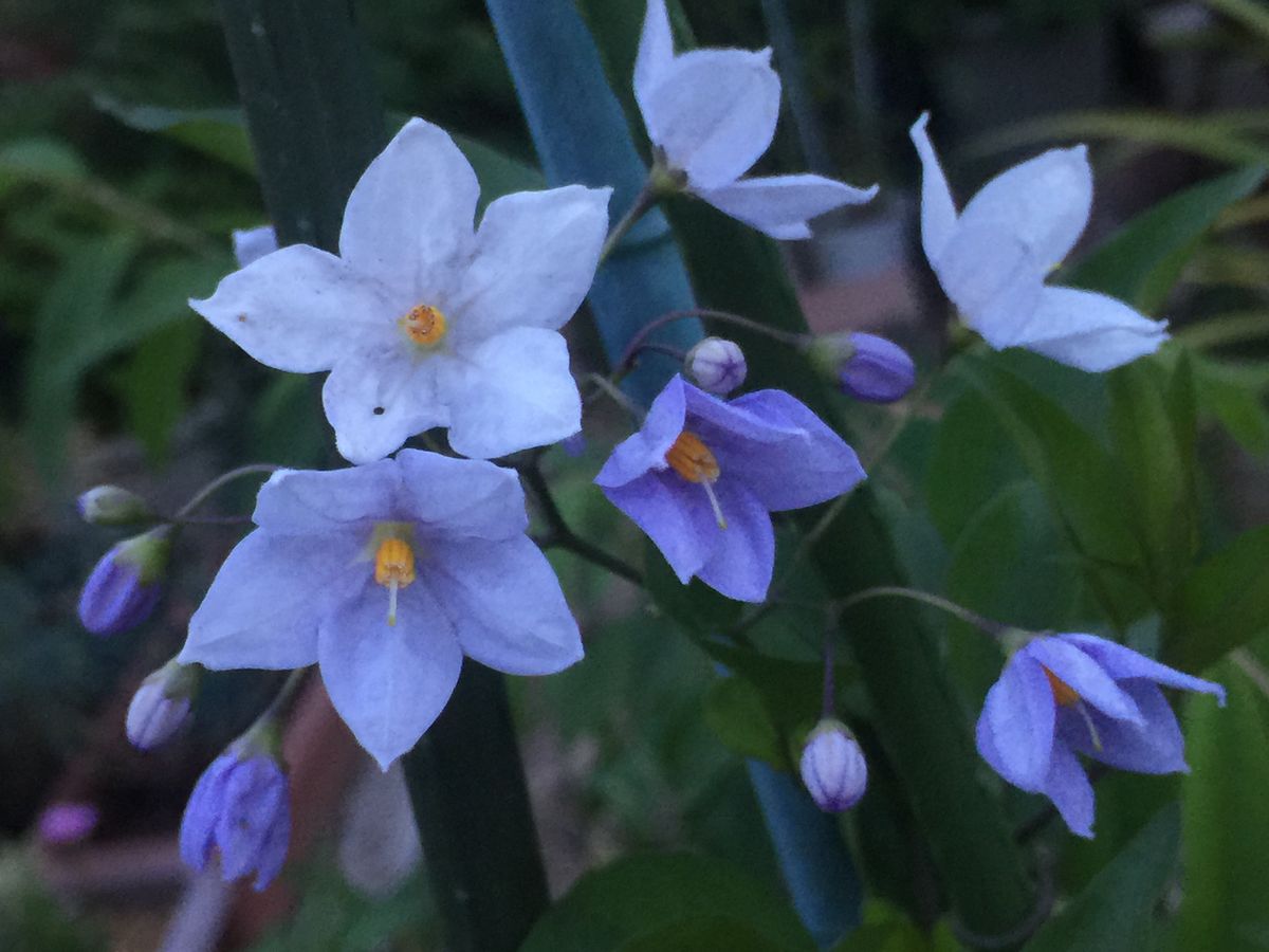 庭の花〜色いろいろ