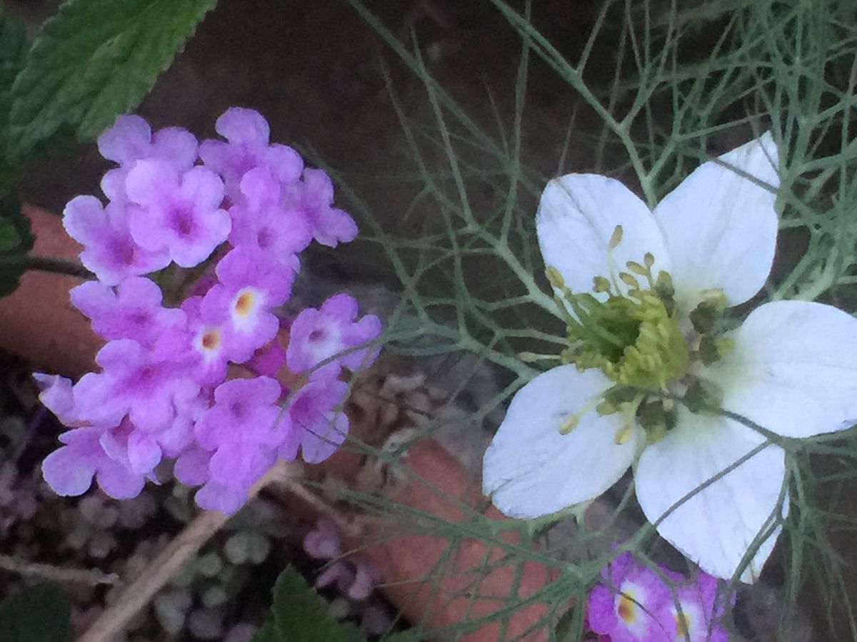 庭の花〜色いろいろ