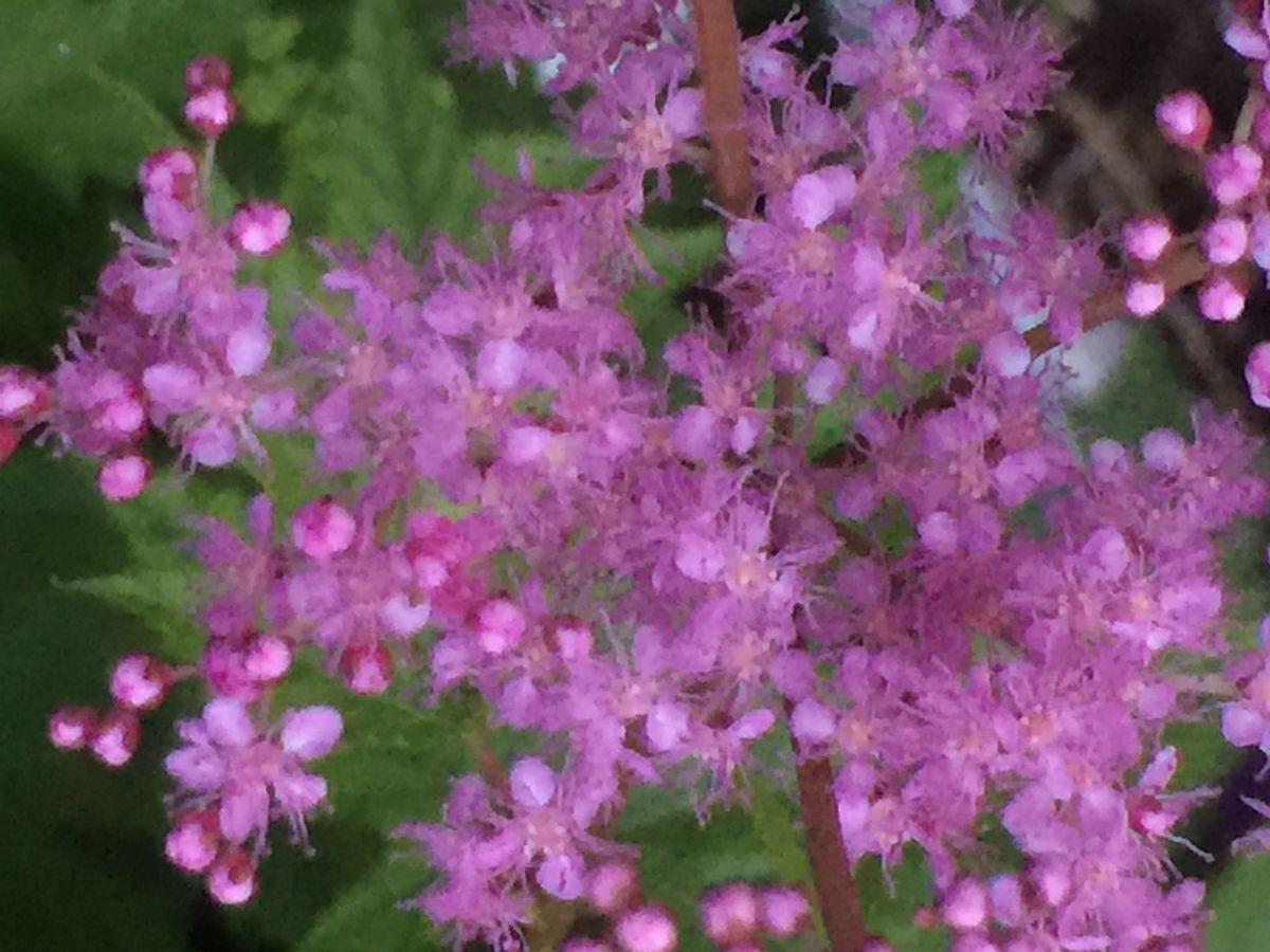 庭の花〜色いろいろ