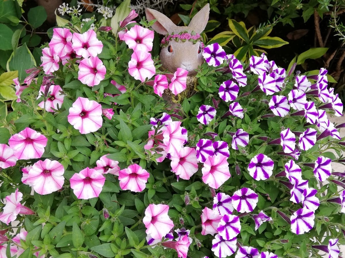 玄関前は花盛り🌼🌹🦋