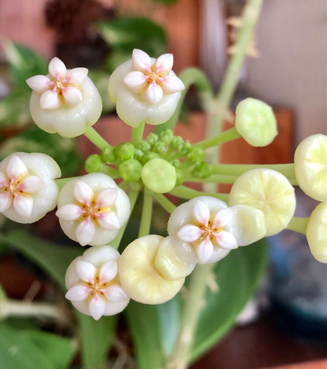 初花です