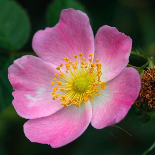 Rosa eglanteria