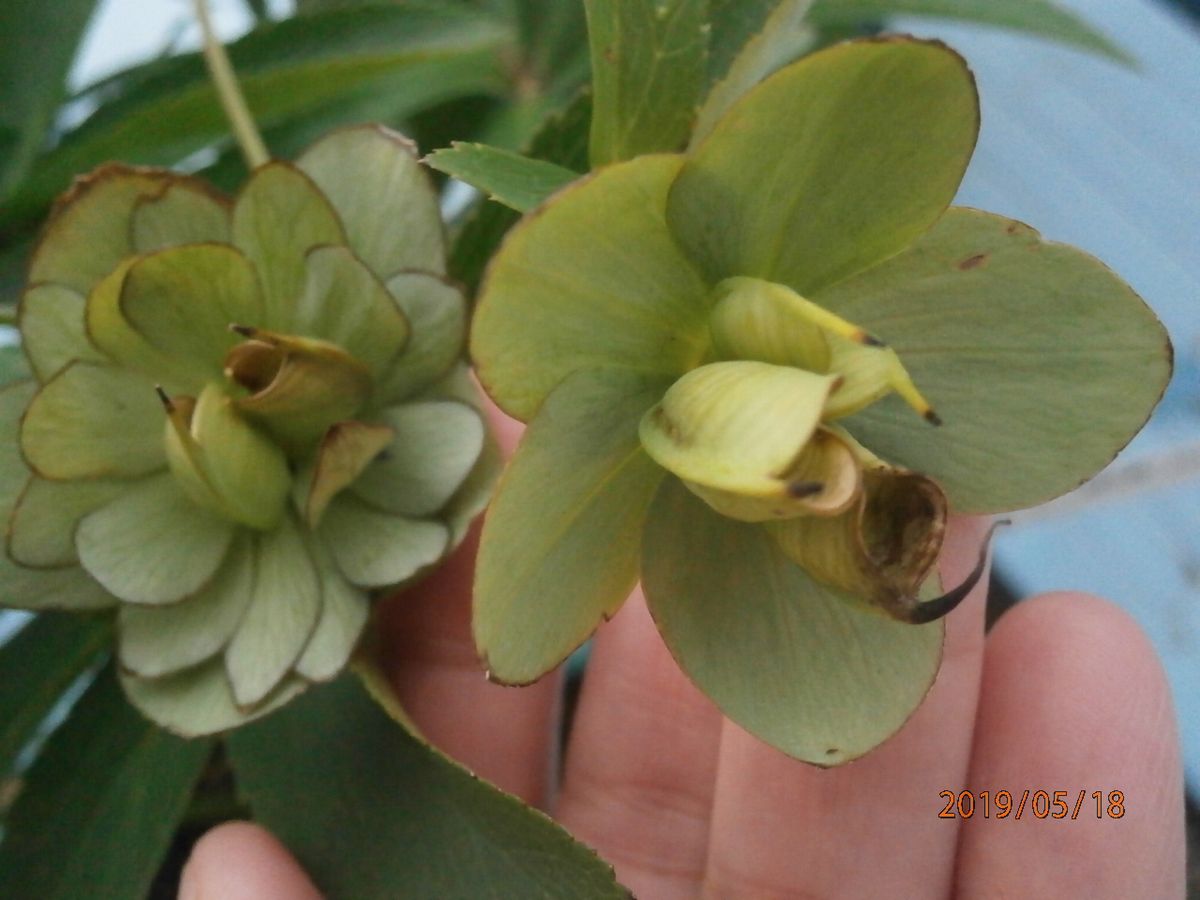 一株にダブルとセミダブルの花の株。