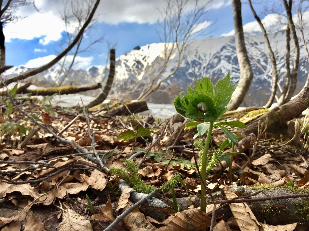 雪解け直後の高山植物園3