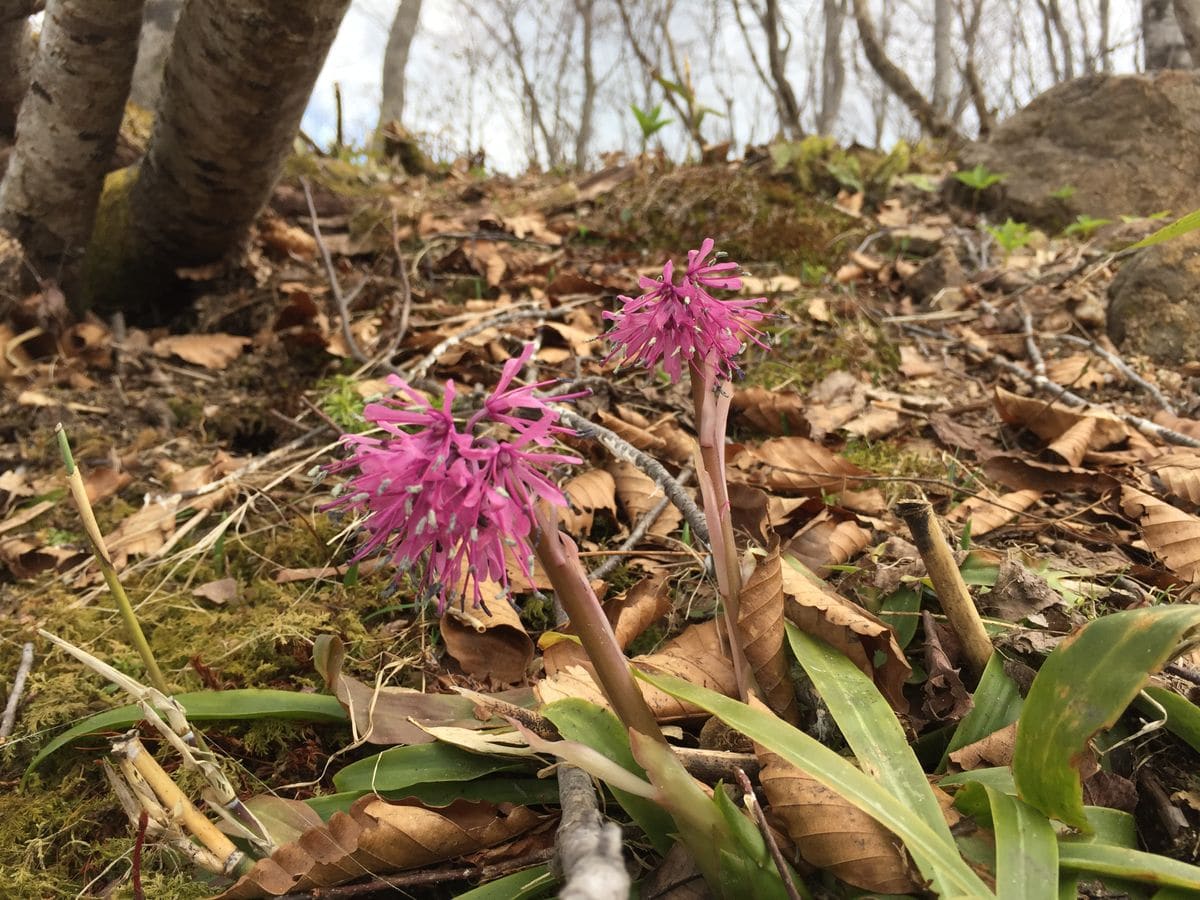 雪解け直後の高山植物園3