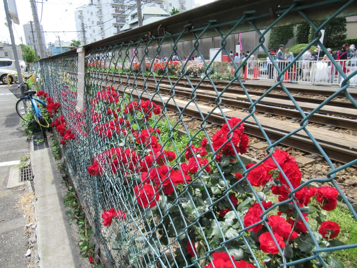 ち～～散歩　その375 　～荒川バラの市１～