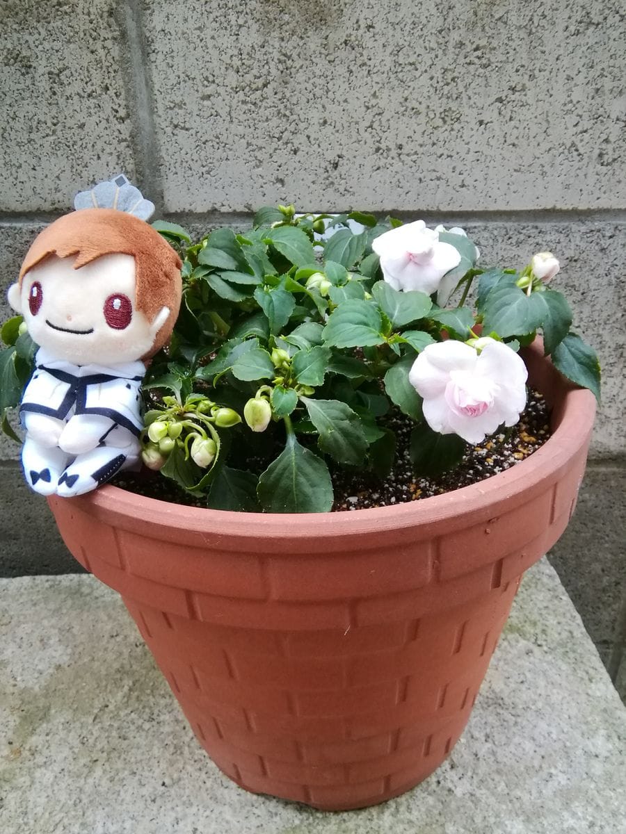 定植作業が進まない①