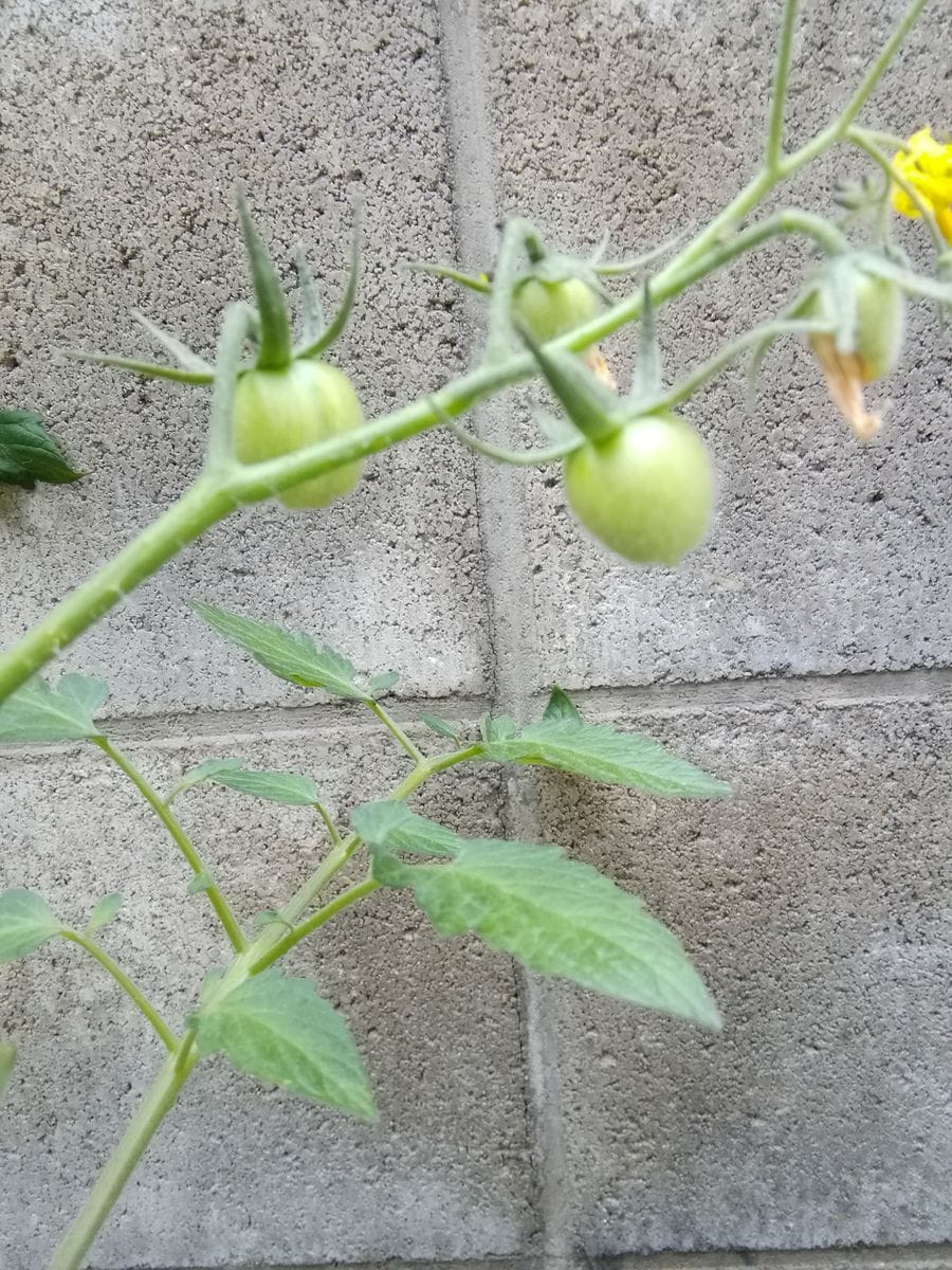 定植作業が進まない①