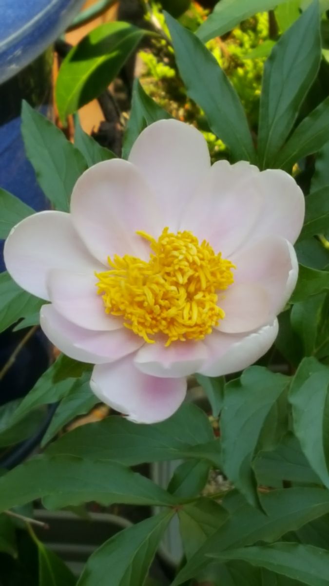 ふくおかルーバルガーデン2～庭の花たち💓残り花をいとうしんで😃