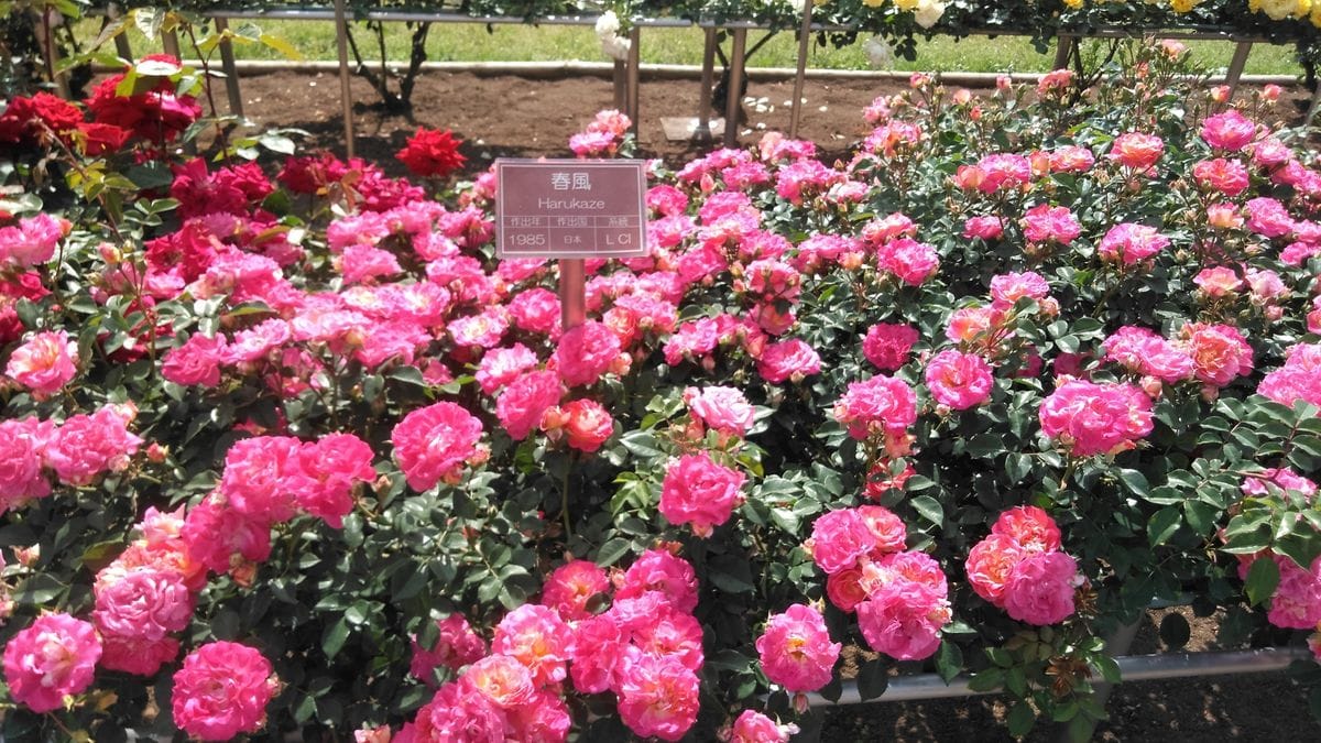 神代植物公園の薔薇