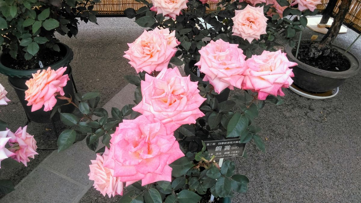 神代植物公園の薔薇４