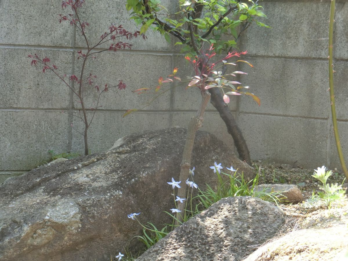 花の入れ替わり