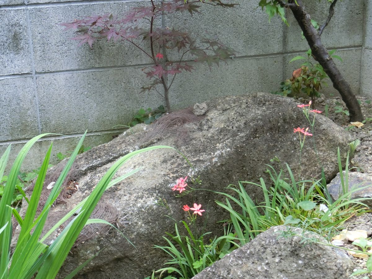 花の入れ替わり