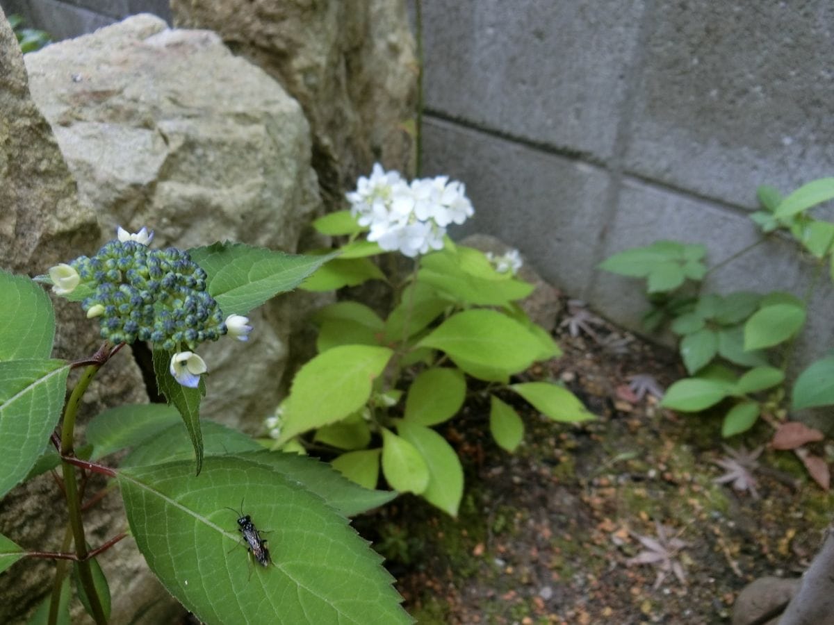 花の入れ替わり