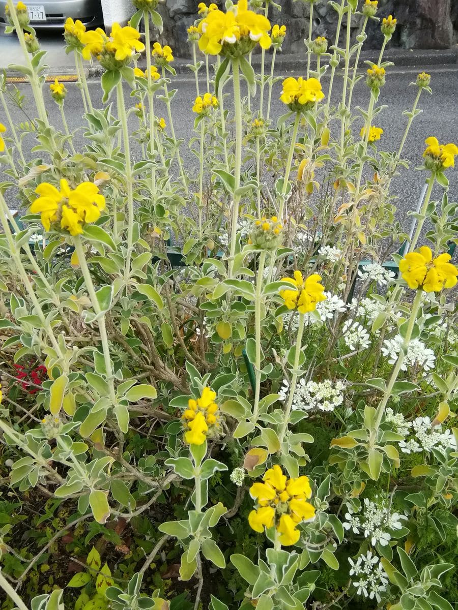 公共花壇に咲く