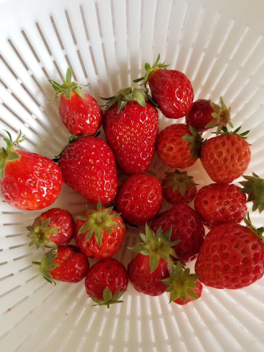 いちご🍓にんにく🥦ミニトマト🍅