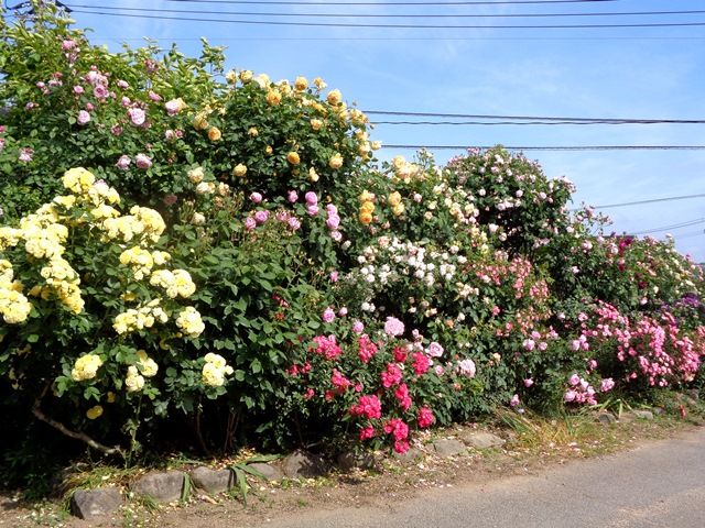 今日のバラの庭①