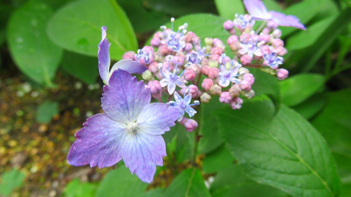 日々変化する山アジサイの🌸