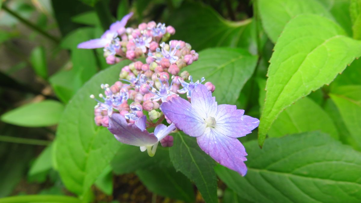 日々変化する山アジサイの🌸