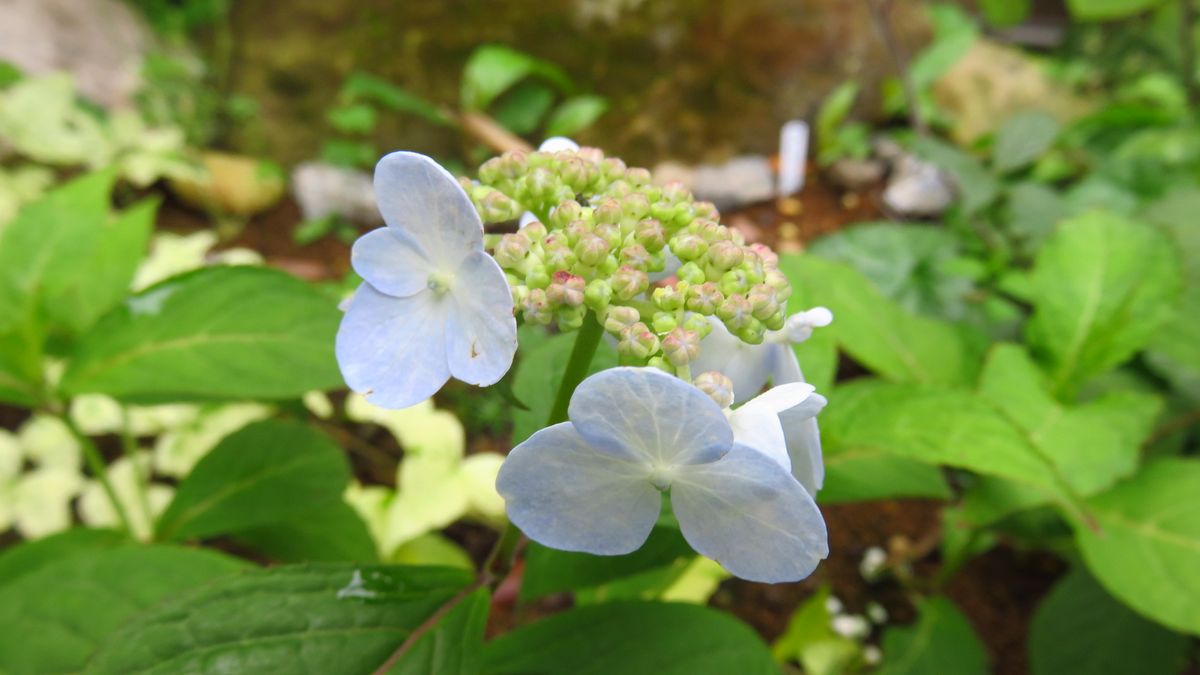 日々変化する山アジサイの🌸