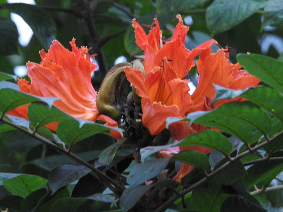 カエンボクの花