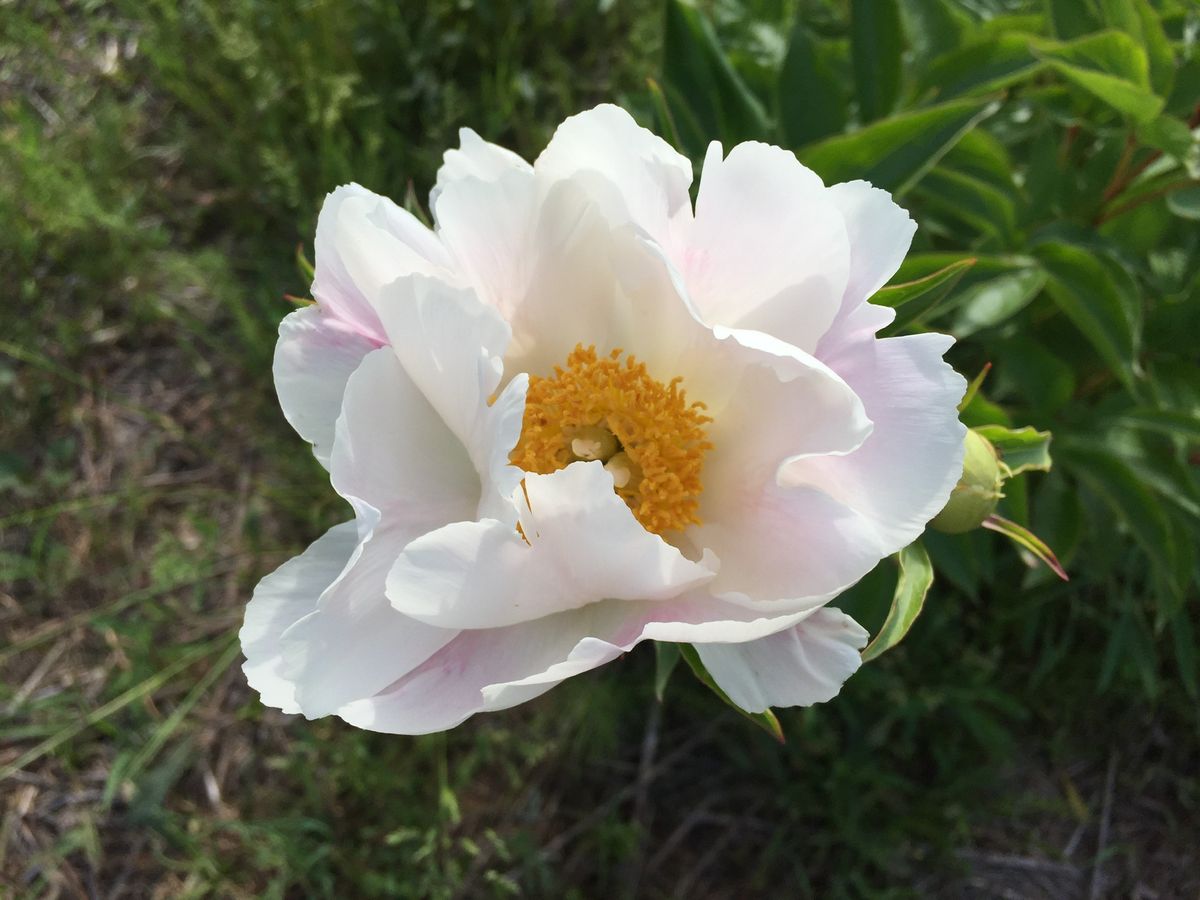 薬用に利用する芍薬だそうです