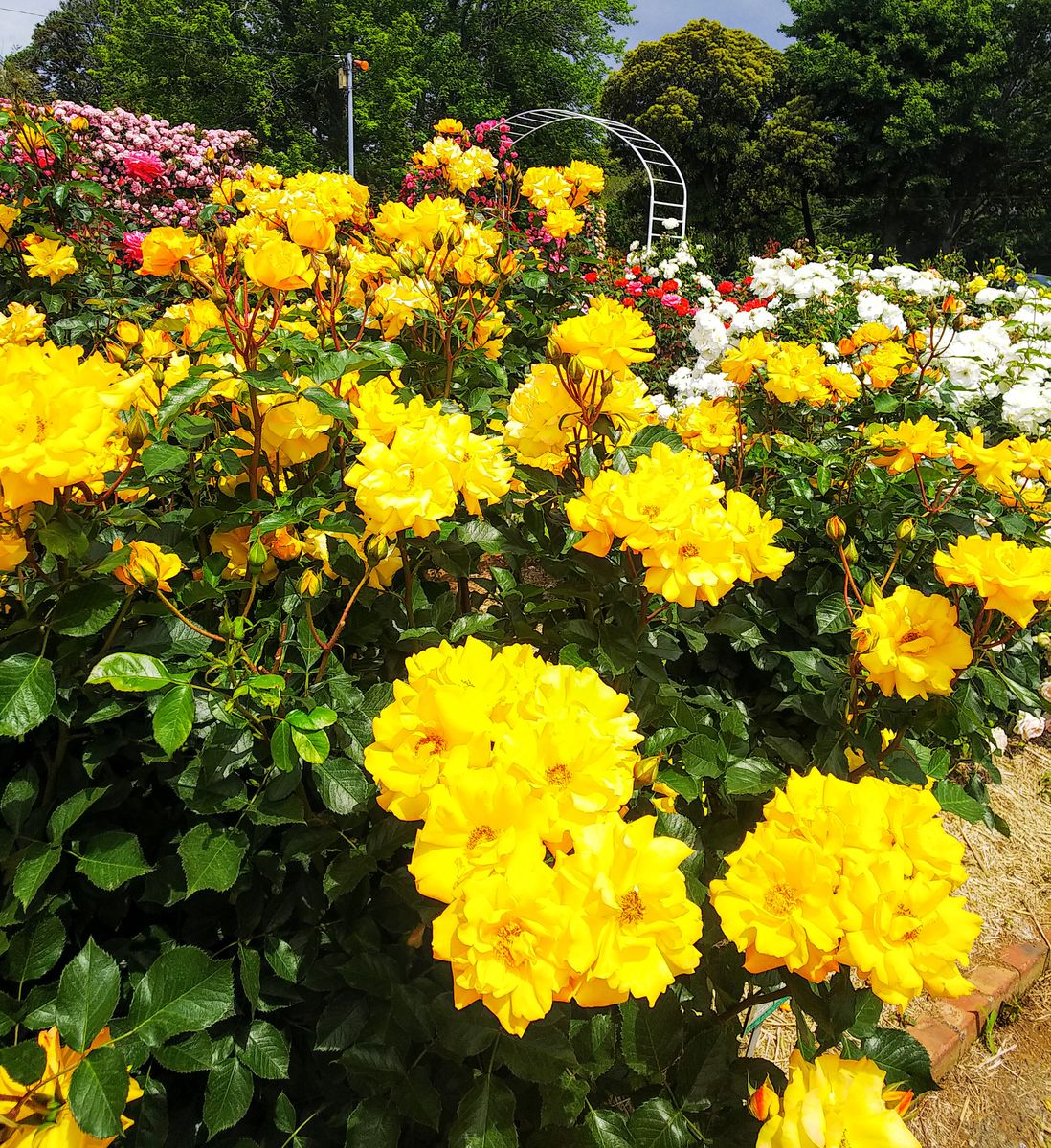 日比谷花壇大船フラワーセンターの薔薇🌹③